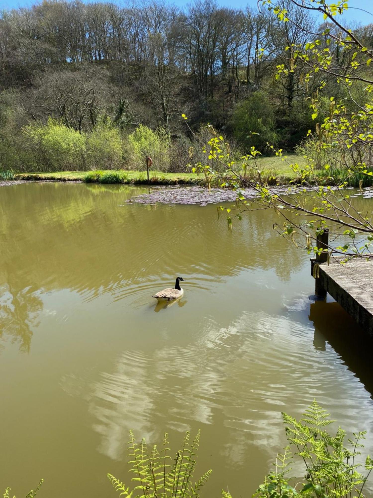 The Goose Nest Luxury Lakeside Shepherd Hut In Cardinham Woods, Cornwall ภายนอก รูปภาพ